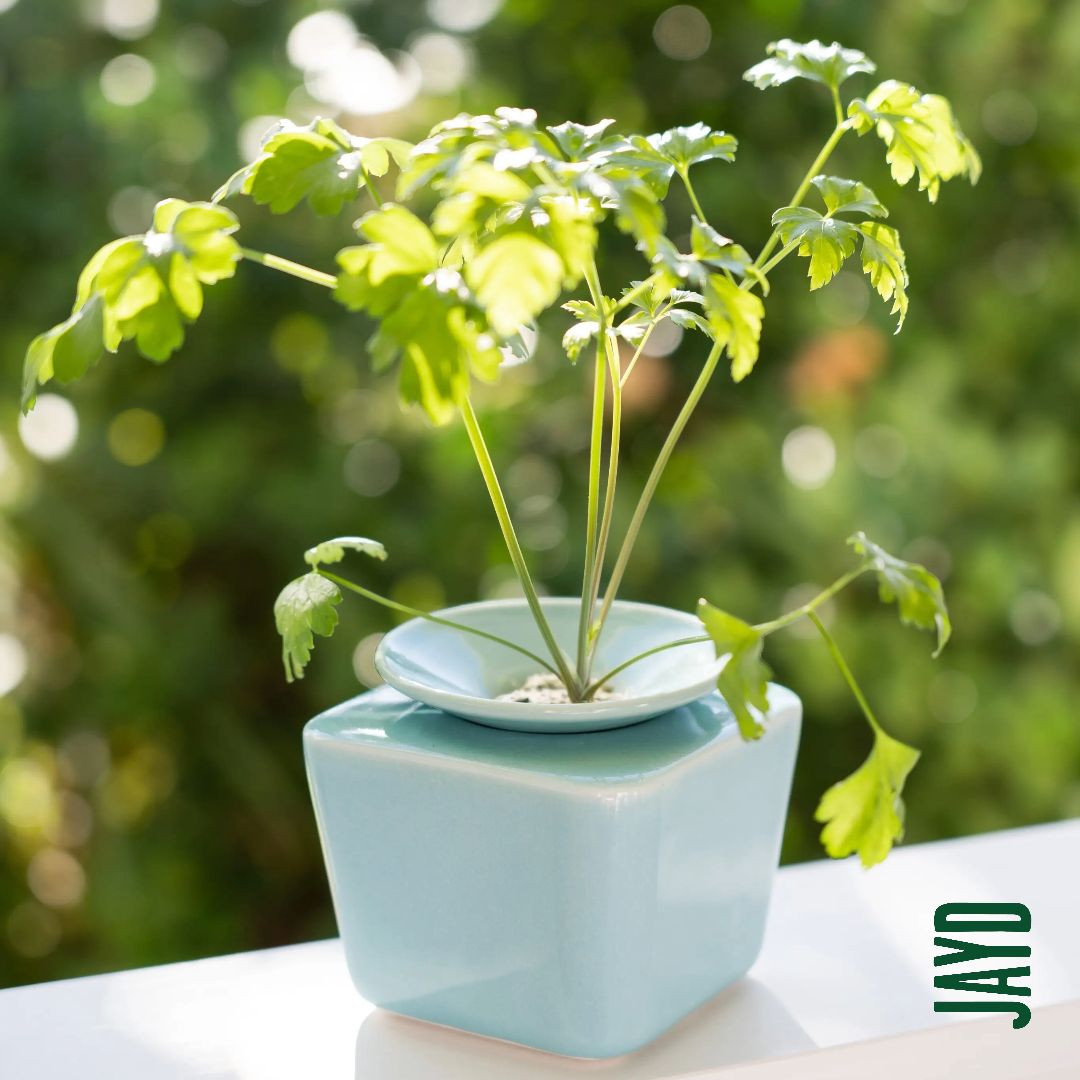 jayd sill pot with herb growing in it