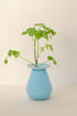 Best hydroponic vase