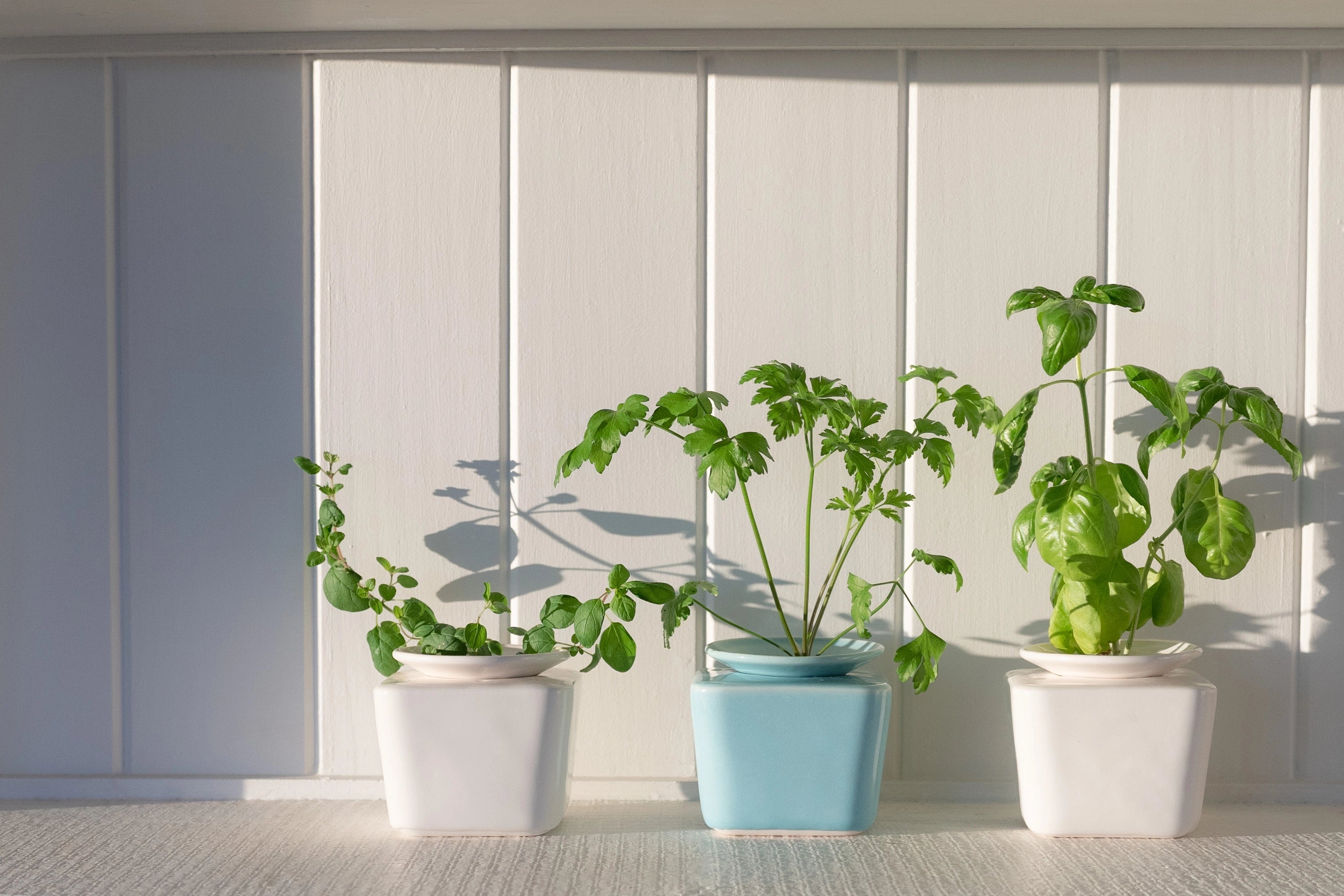 Square sill pot with different herbs growing, mint, coriander & basil. 