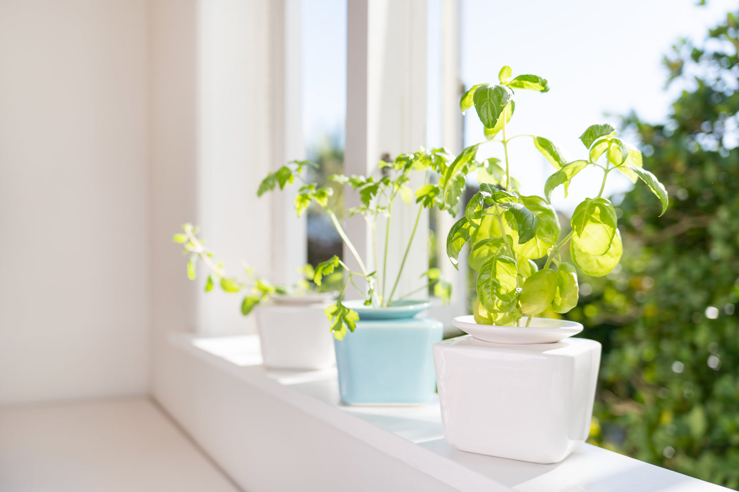 Square sill pot range on a window sill.