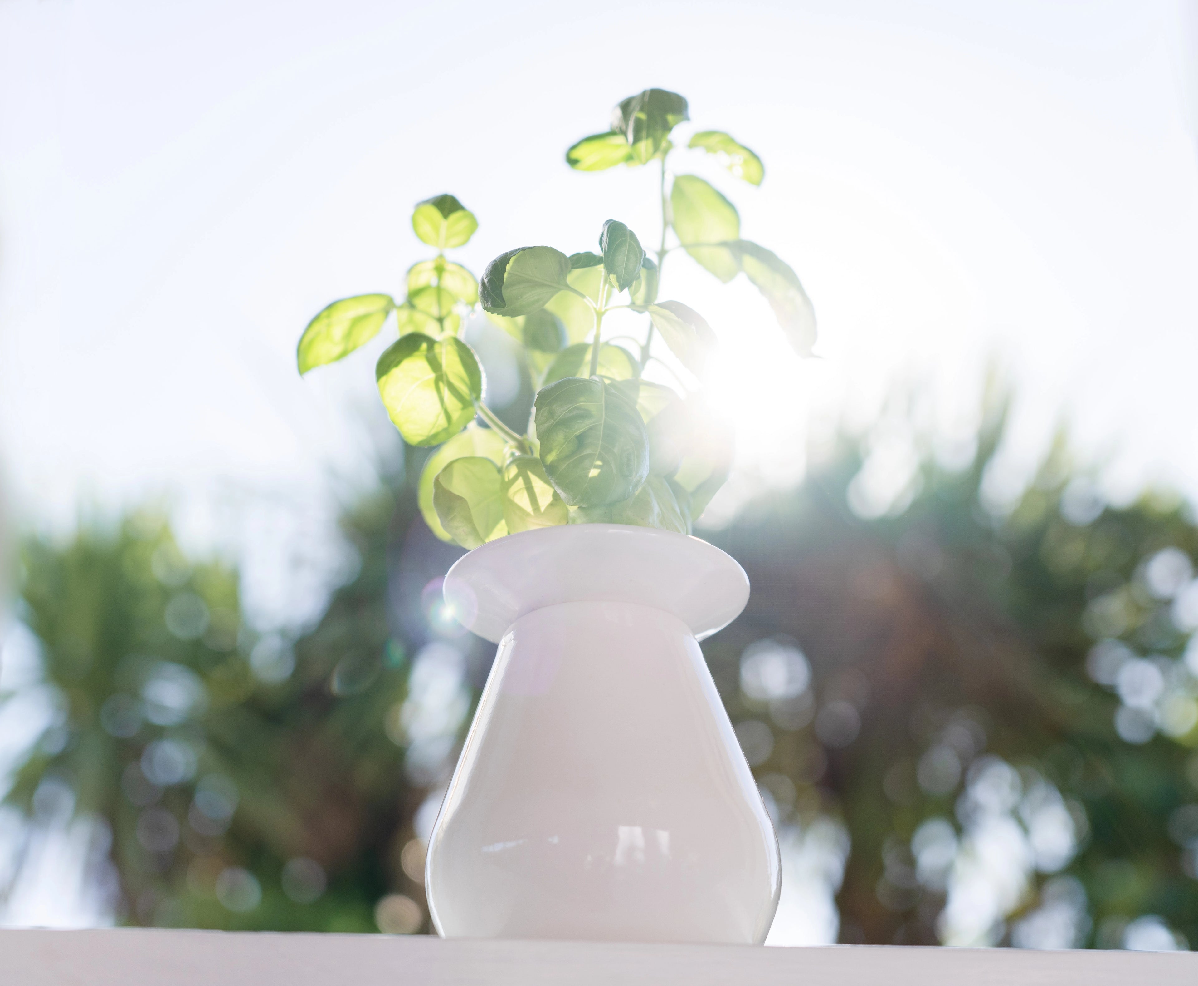 Round Sill pot with herb growing on the window sill